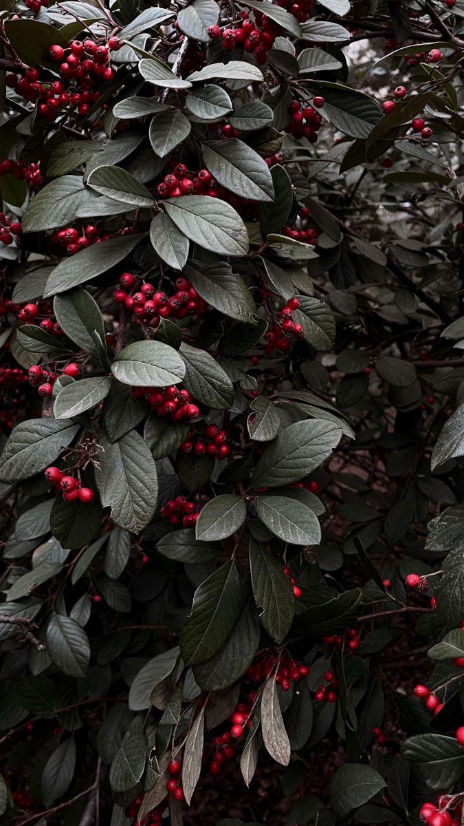 Sun-Kissed Delights: Artisanal Berry Collection